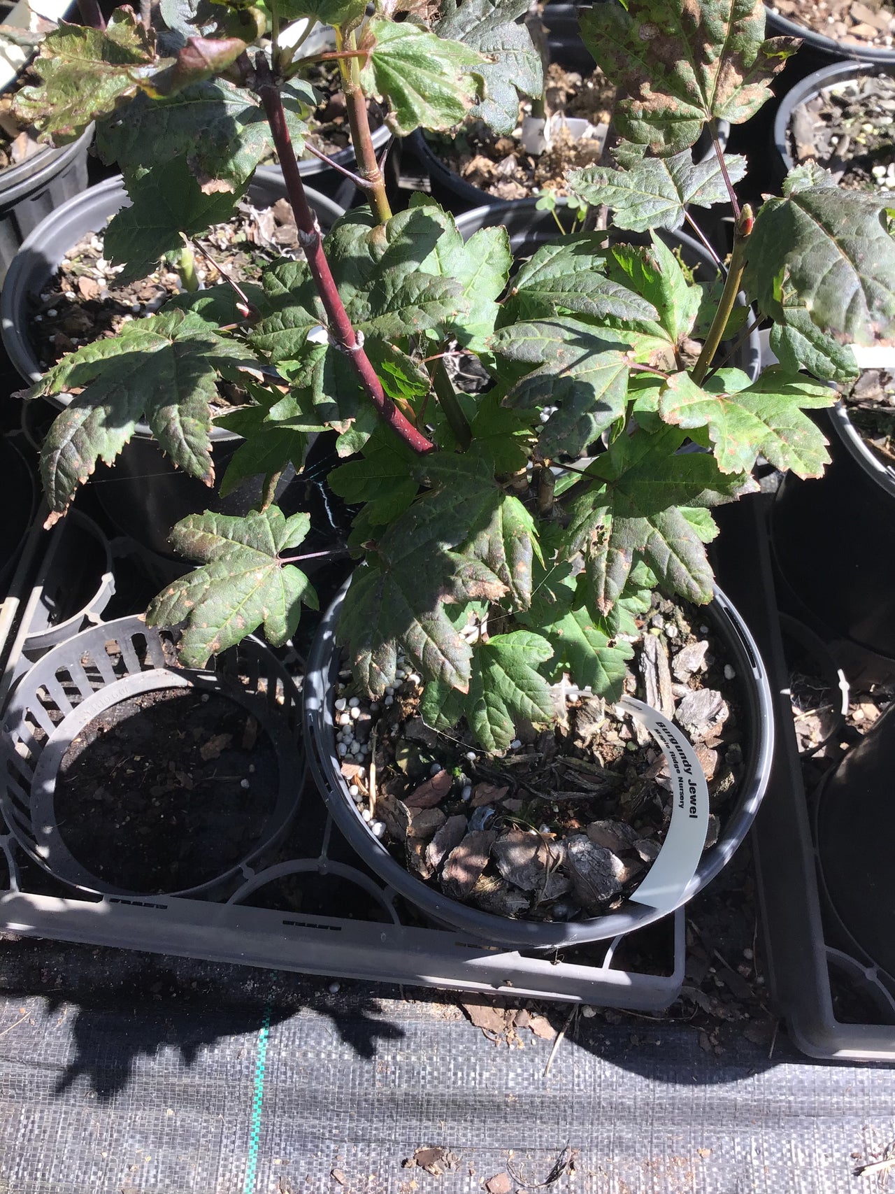 Acer circinatum 'Burgundy Jewel' Vine Maple