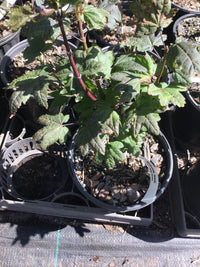 Thumbnail for Acer circinatum 'Burgundy Jewel' Vine Maple