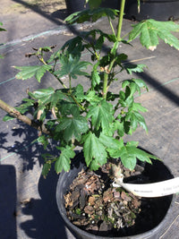 Thumbnail for Acer circinatum 'Little Gem' Vine Maple