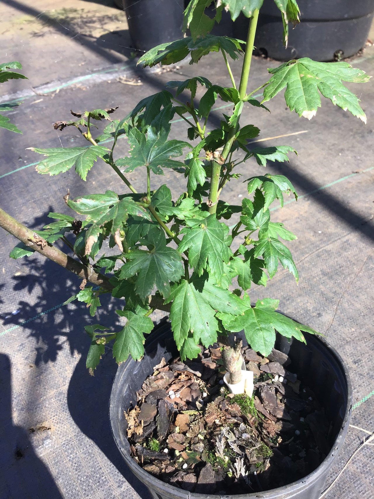 Acer circinatum 'Little Gem' Vine Maple