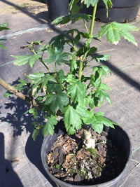 Thumbnail for Acer circinatum 'Little Gem' Vine Maple