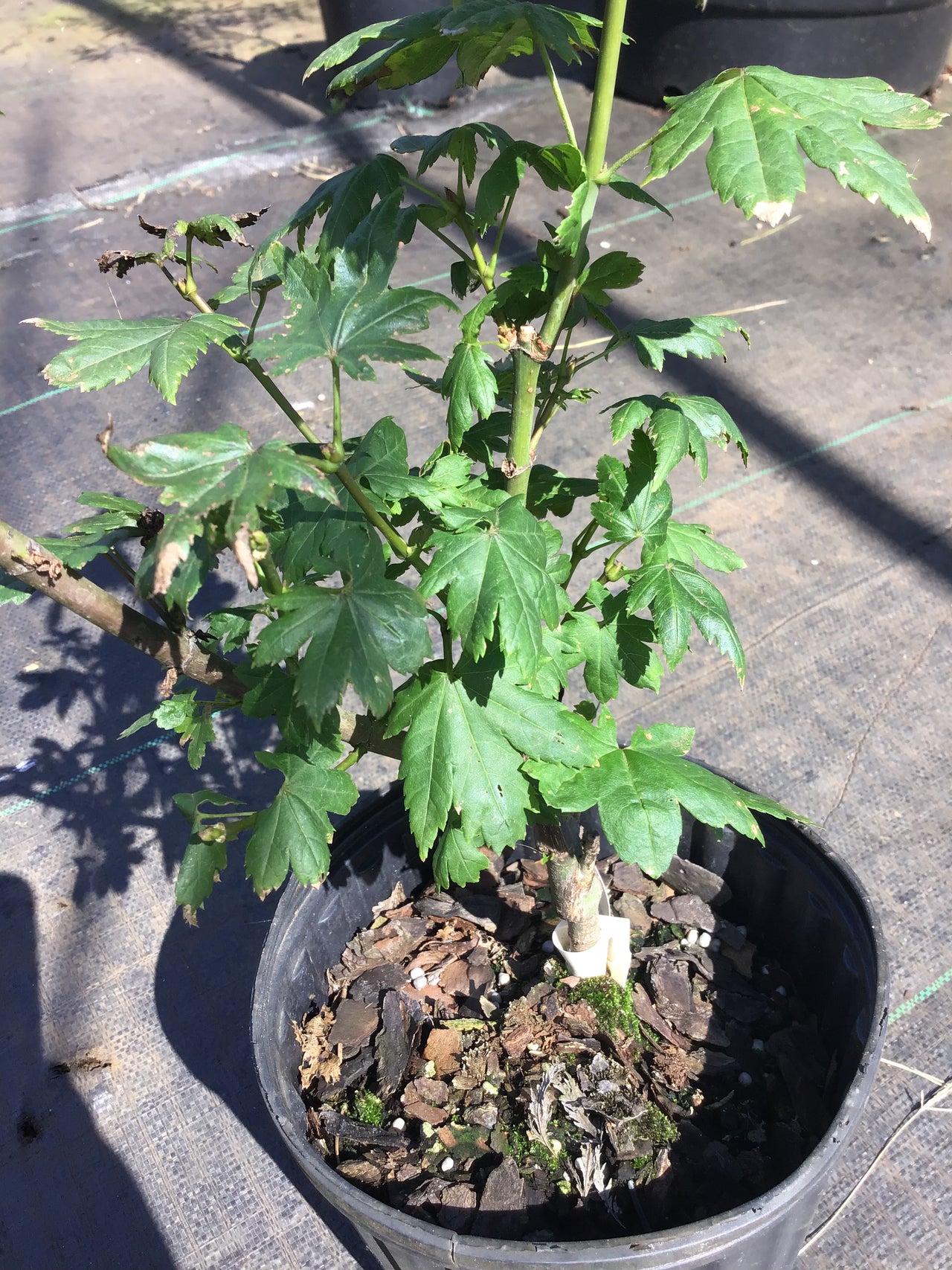 Acer circinatum 'Little Gem' Vine Maple
