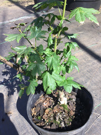 Thumbnail for Acer circinatum 'Little Gem' Vine Maple