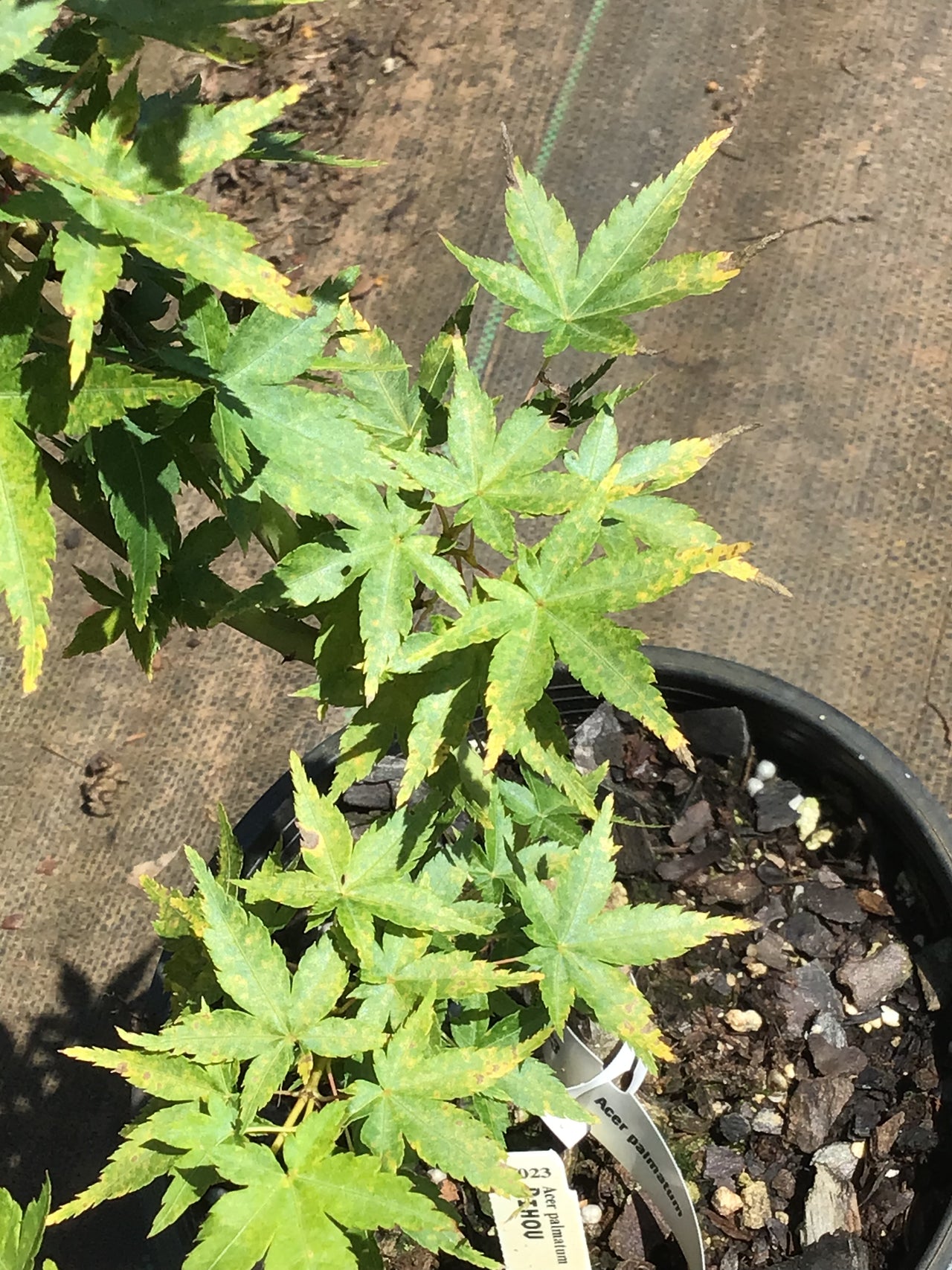 Acer palmatum 'Bi hou' Yellow Bark Japanese Maple