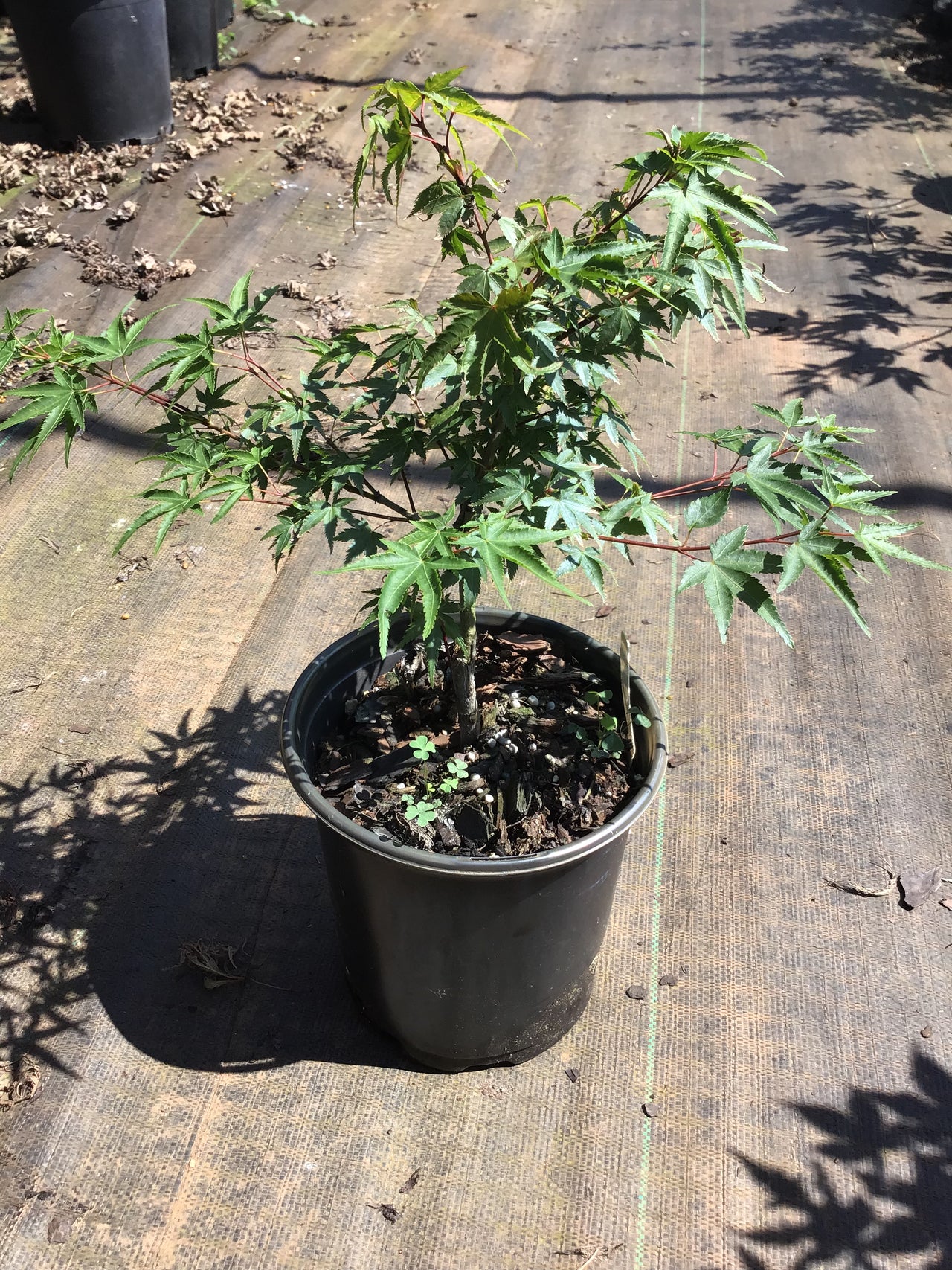 Acer palmatum 'Caperci Dwarf' Dwarf Japanese Maple