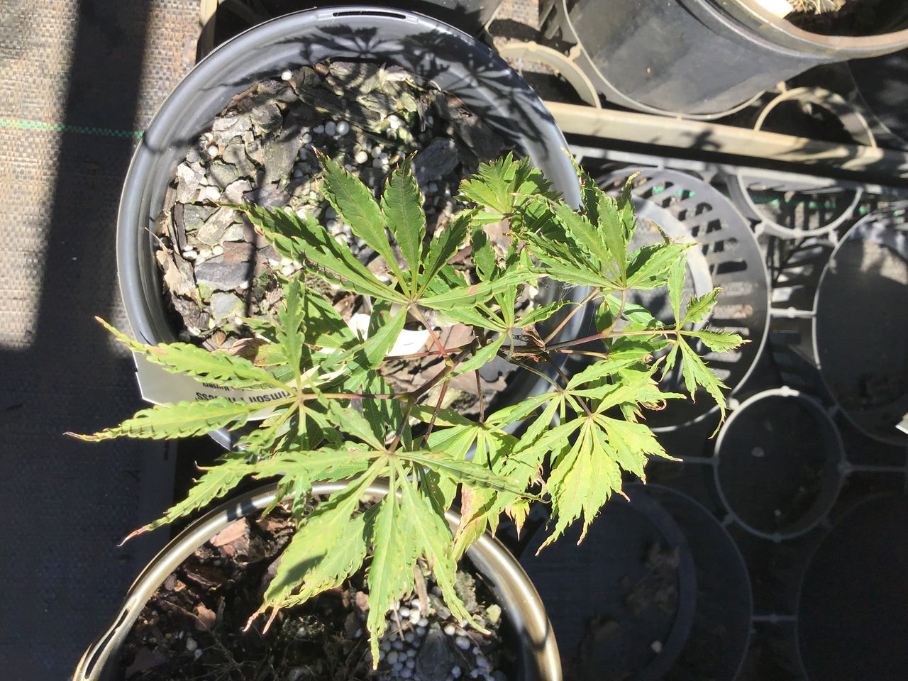 Acer palmatum 'Crimson Princess' Red Dwarf Japanese Maple