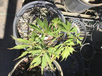 Thumbnail for Acer palmatum 'Crimson Princess' Red Dwarf Japanese Maple