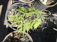 Thumbnail for Acer palmatum 'Crimson Princess' Red Dwarf Japanese Maple