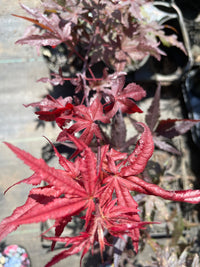 Thumbnail for Acer palmatum 'Dark Knight' Reticulated Japanese Maple