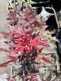Thumbnail for Acer palmatum 'Dark Knight' Reticulated Japanese Maple