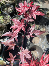 Thumbnail for Acer palmatum 'Dark Knight' Reticulated Japanese Maple