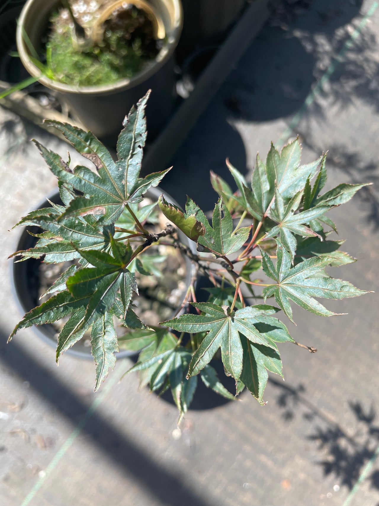 Acer palmatum 'Dragon Tears' Weeping Red Japanese Maple