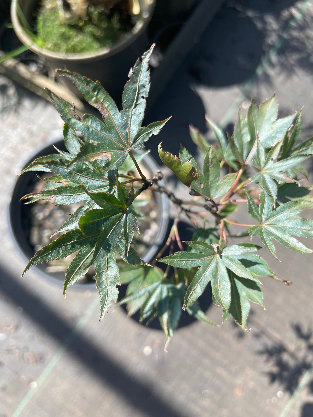 Acer palmatum 'Dragon Tears' Weeping Red Japanese Maple