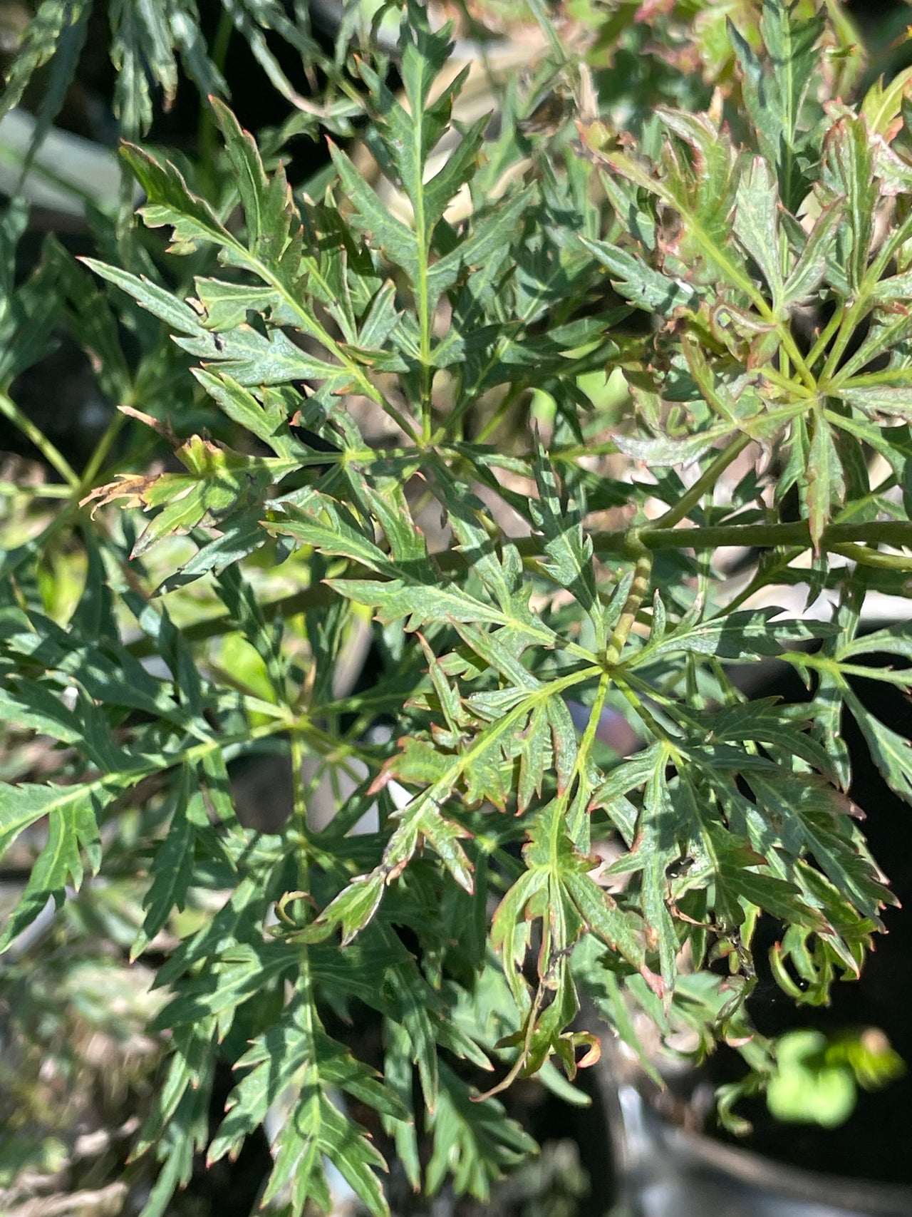Acer palmatum 'Green Globe' Dwarf Japanese Maple