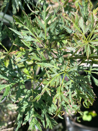 Thumbnail for Acer palmatum 'Green Globe' Dwarf Japanese Maple
