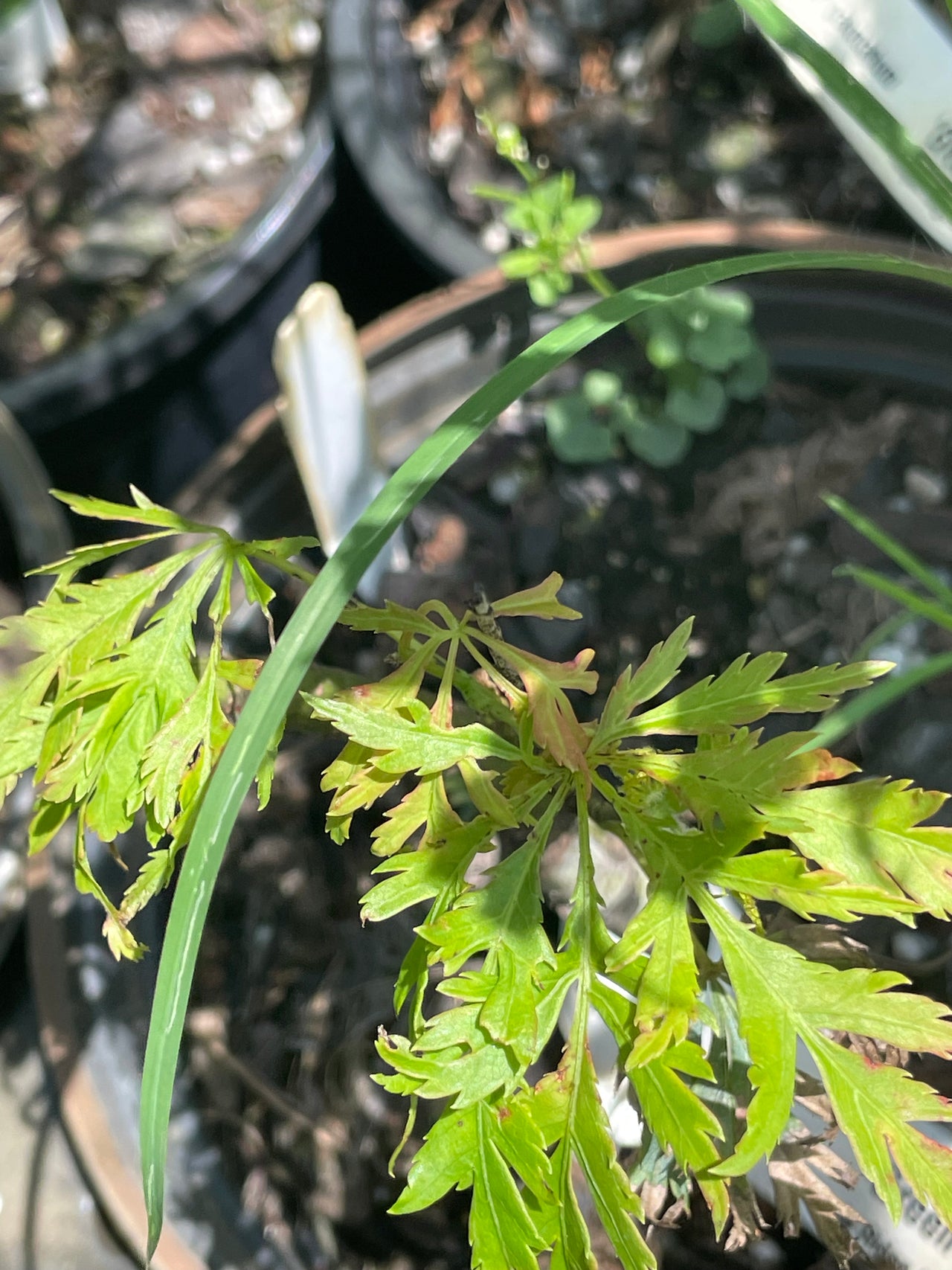Acer palmatum 'Green Globe' Dwarf Japanese Maple