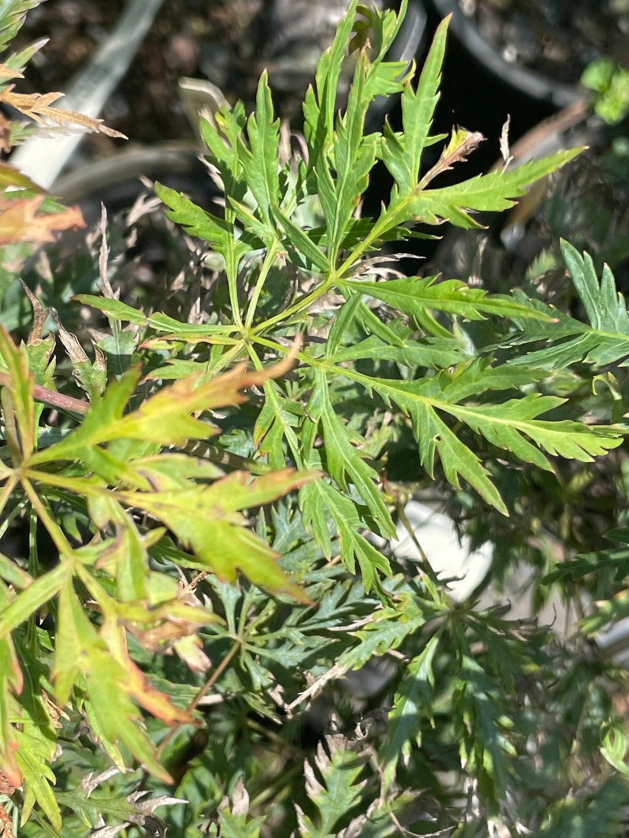 Acer palmatum 'Green Globe' Dwarf Japanese Maple