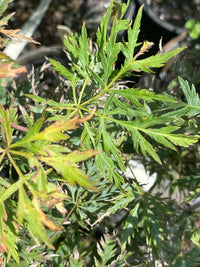 Thumbnail for Acer palmatum 'Green Globe' Dwarf Japanese Maple