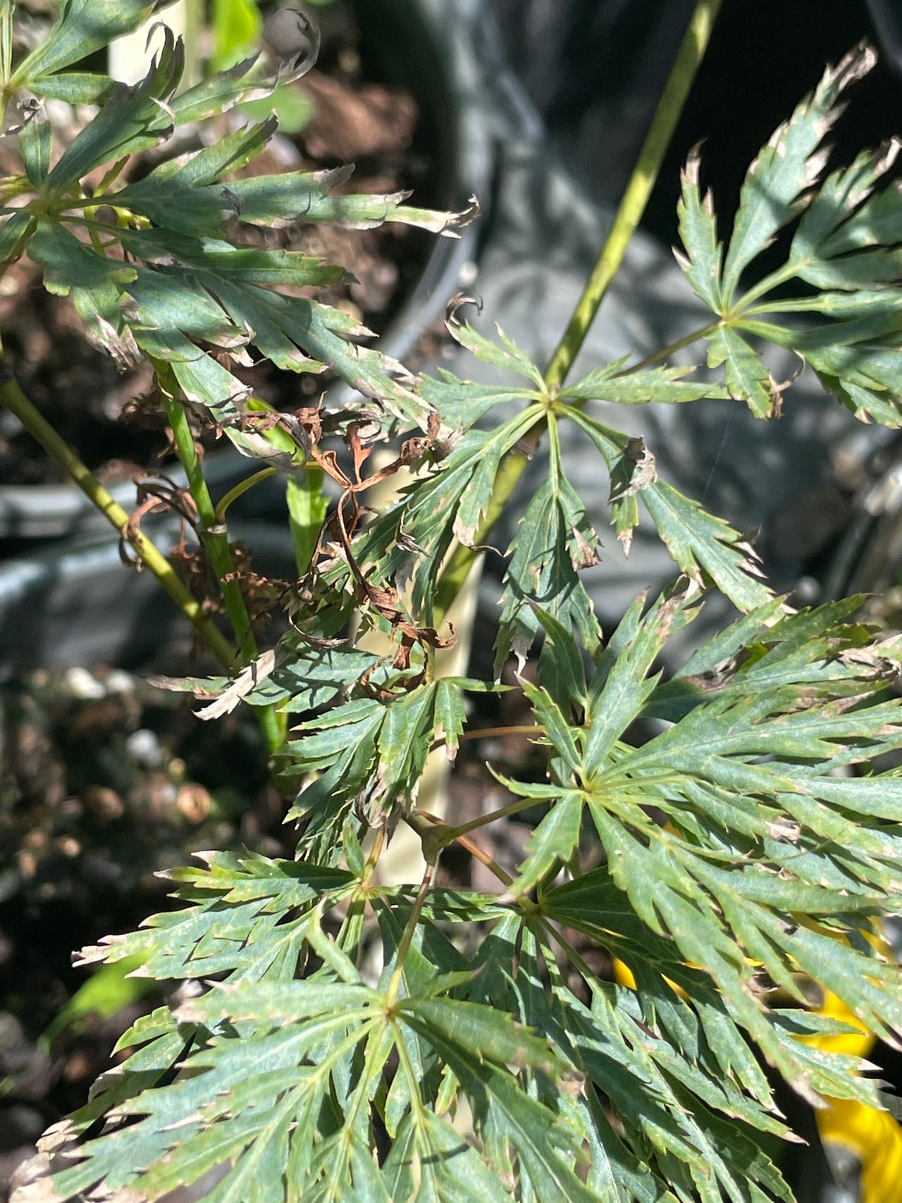 Acer palmatum 'Green Mist' Green Dwarf Japanese Maple