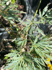 Thumbnail for Acer palmatum 'Green Mist' Green Dwarf Japanese Maple