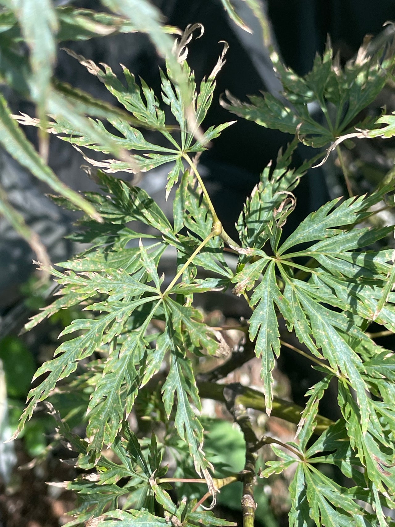 Acer palmatum 'Green Mist' Green Dwarf Japanese Maple