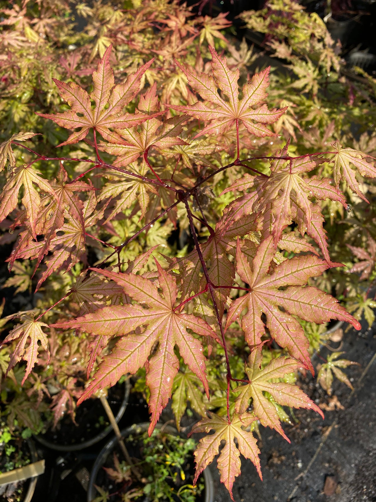 Acer palmatum 'Strawberry Spring' Reticulated Japanese Maple