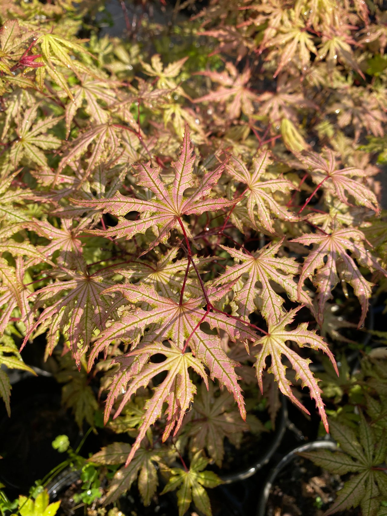 Acer palmatum 'Strawberry Spring' Reticulated Japanese Maple