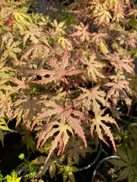 Thumbnail for Acer palmatum 'Strawberry Spring' Reticulated Japanese Maple