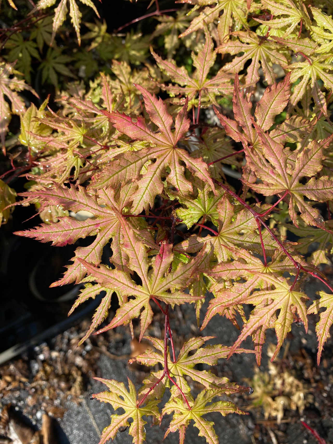 Acer palmatum 'Strawberry Spring' Reticulated Japanese Maple