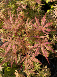 Thumbnail for Acer palmatum 'Strawberry Spring' Reticulated Japanese Maple