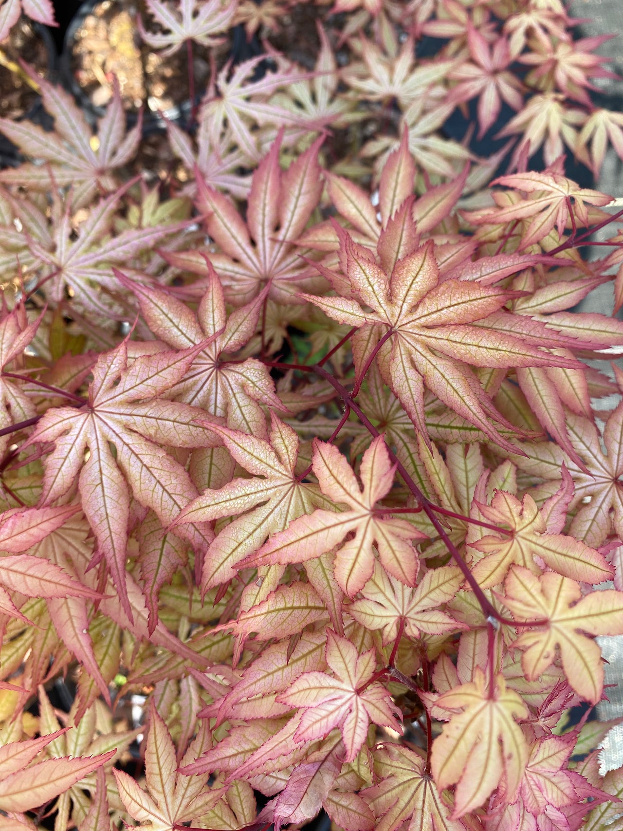 Acer palmatum 'Strawberry Spring' Reticulated Japanese Maple