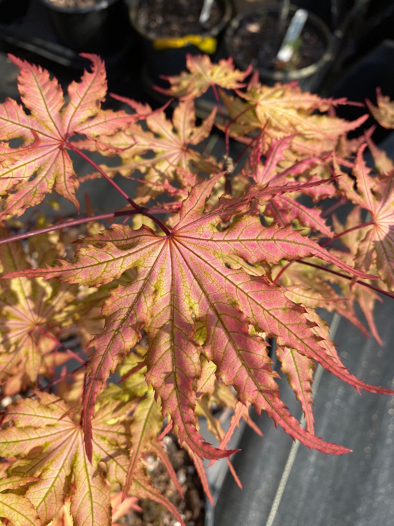 Acer palmatum 'Strawberry Spring' Reticulated Japanese Maple