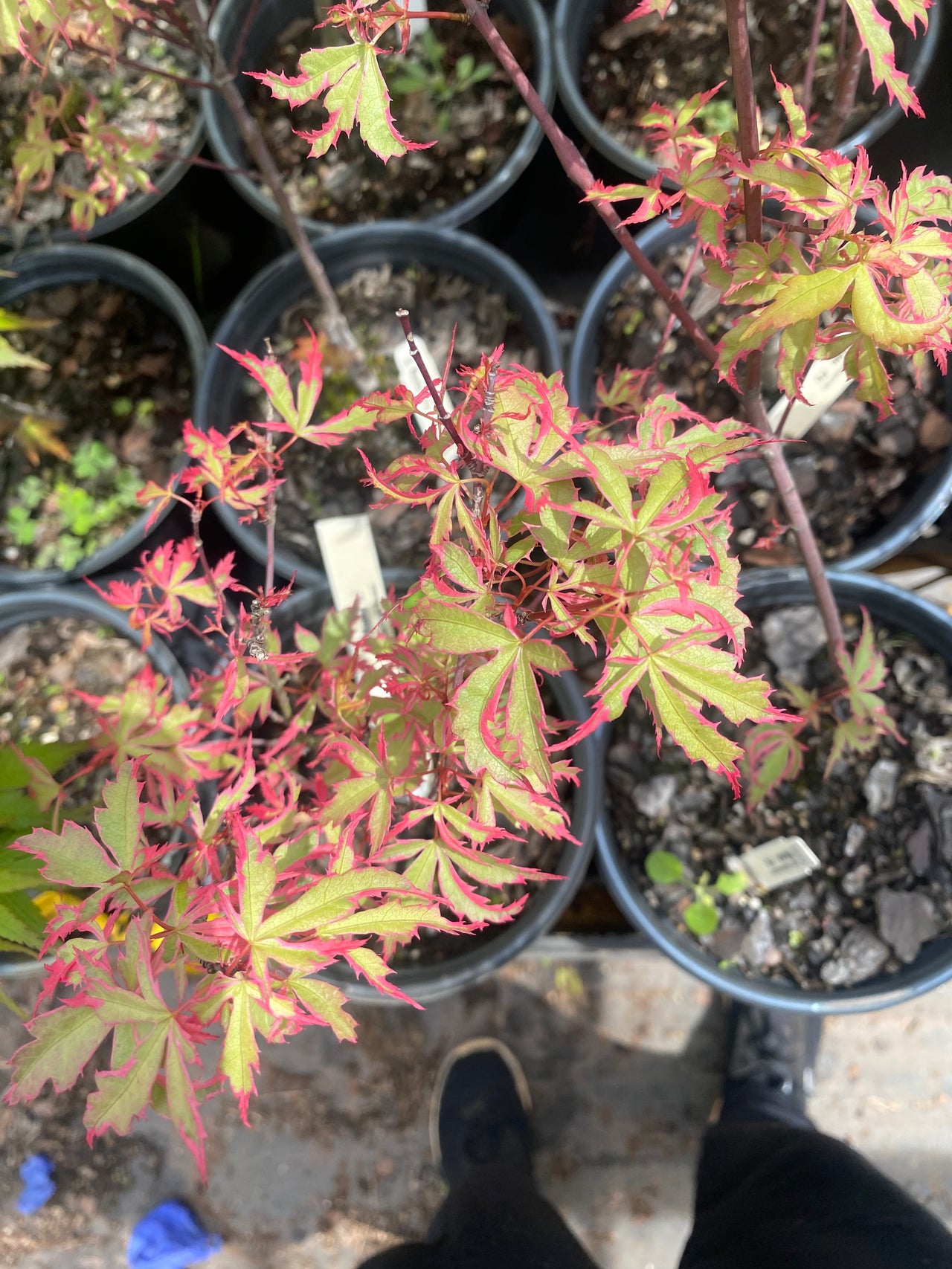 Acer palmatum 'Mama fu' Variegated Japanese Maple