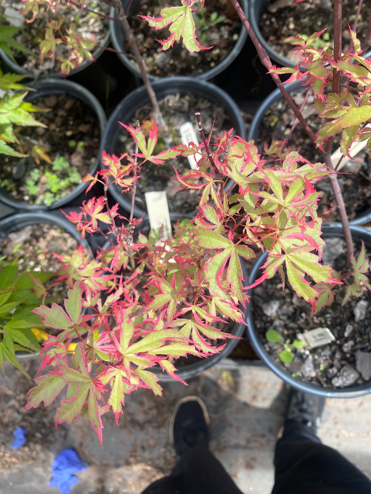 Acer palmatum 'Mama fu' Variegated Japanese Maple