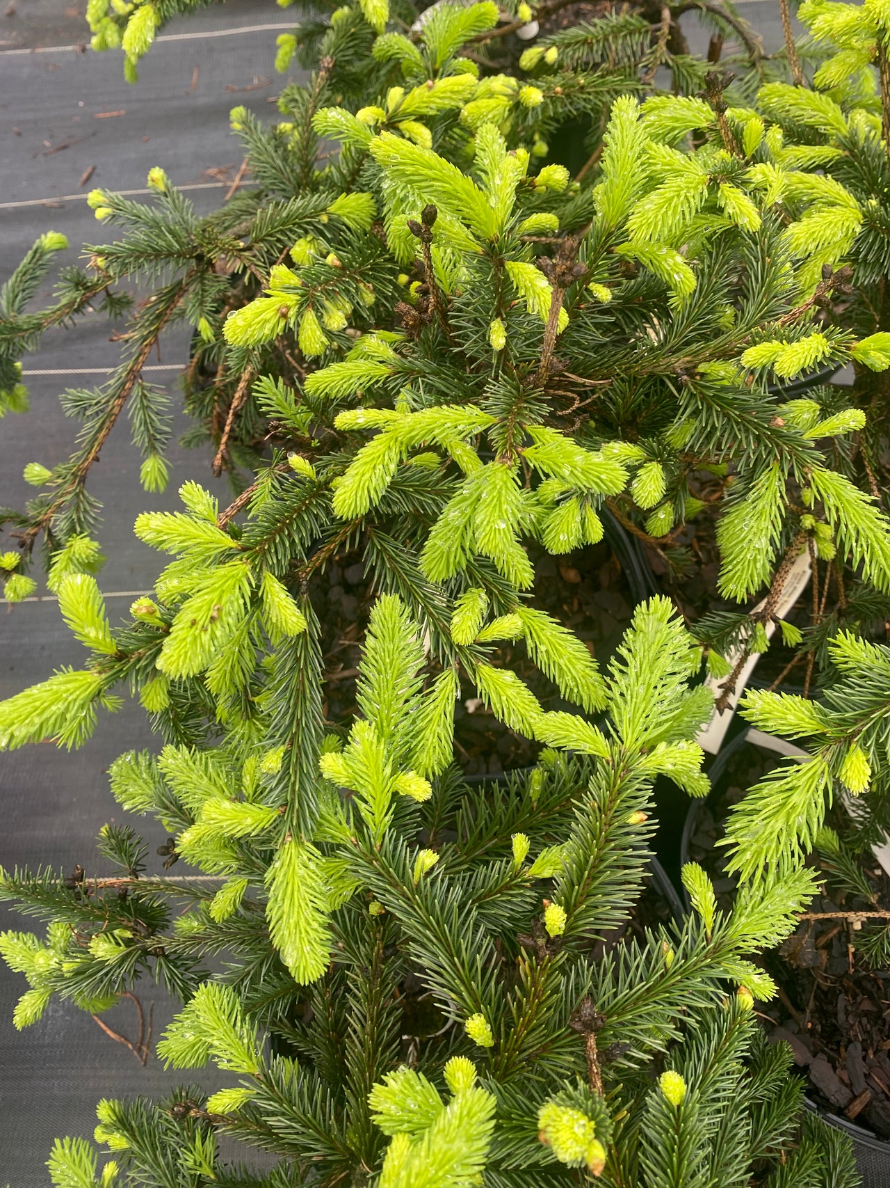 Picea abies 'Farnsburg' Norway Spruce