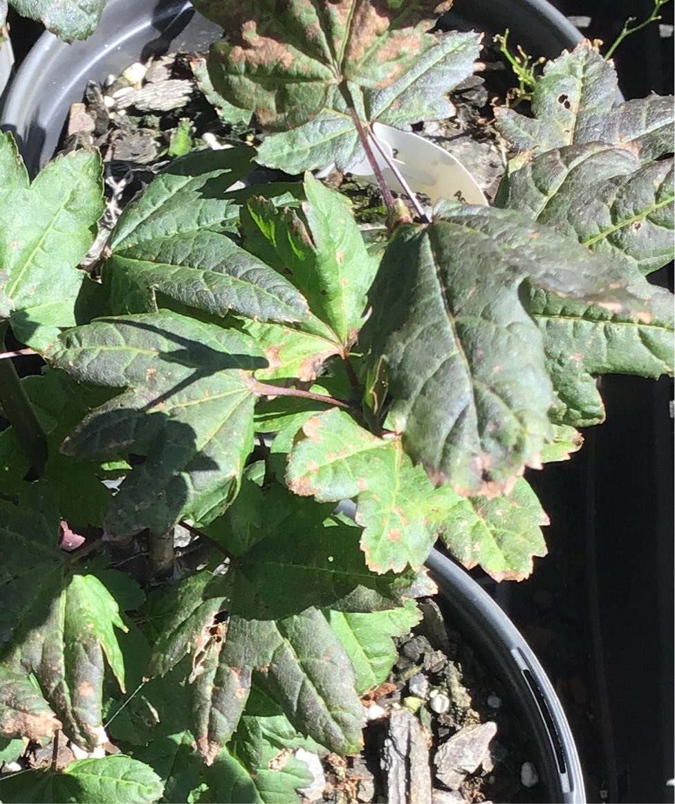 Acer circinatum 'Burgundy Jewel' Vine Maple - Maple Ridge Nursery