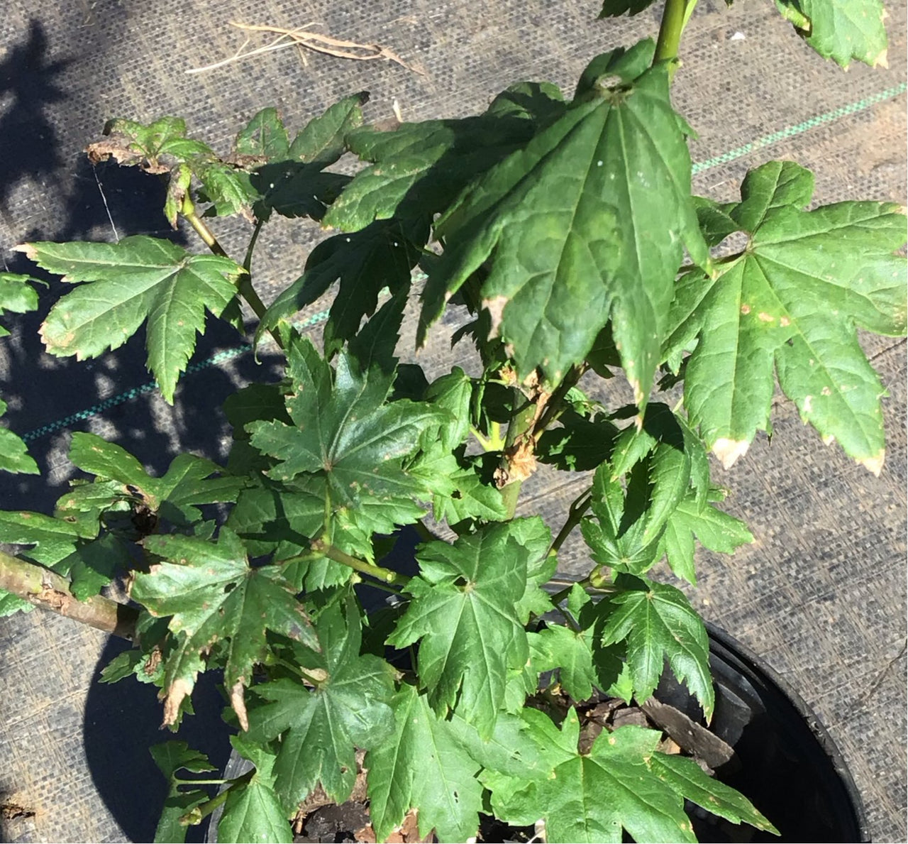 Acer circinatum 'Little Gem' Vine Maple - Maple Ridge Nursery