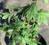 Thumbnail for Acer circinatum 'Little Gem' Vine Maple - Maple Ridge Nursery