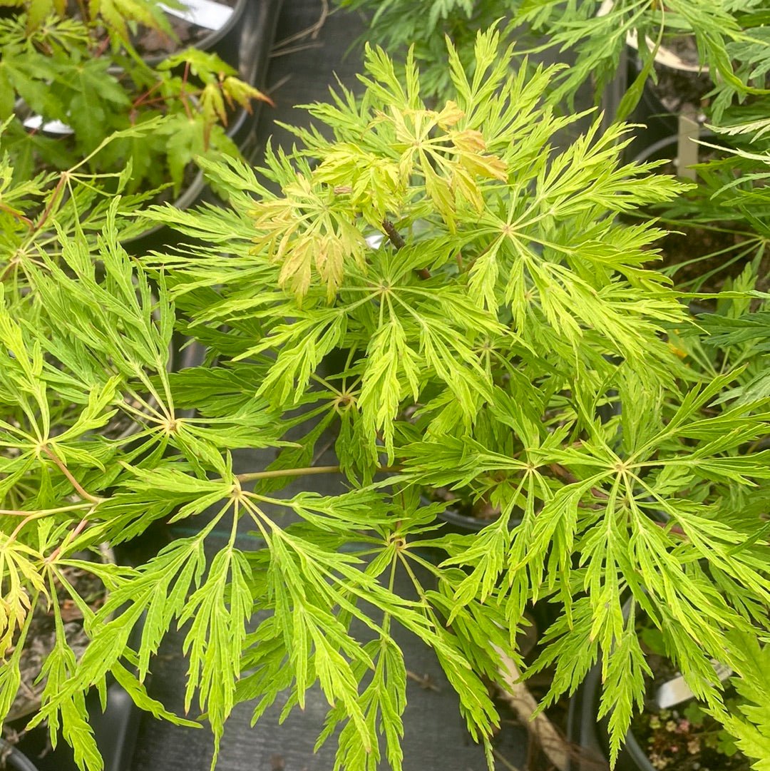 Acer japonicum 'Ao jutan' Full Moon Japanese Maple (Pre-Order) - Maple Ridge Nursery