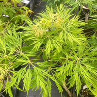 Thumbnail for Acer japonicum 'Ao jutan' Full Moon Japanese Maple (Pre-Order) - Maple Ridge Nursery