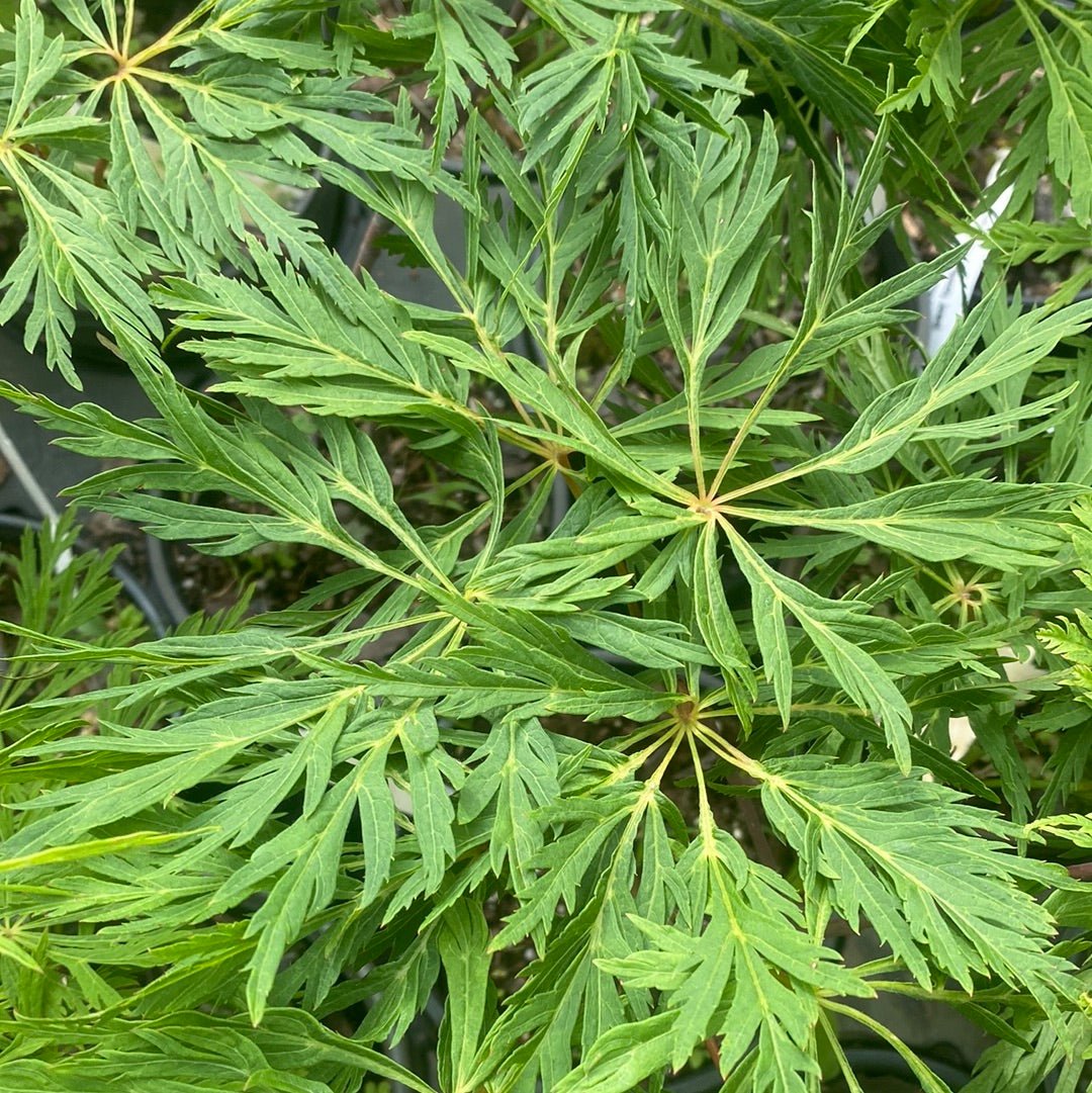 Acer japonicum 'Ao jutan' Full Moon Japanese Maple (Pre-Order) - Maple Ridge Nursery