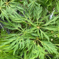 Thumbnail for Acer japonicum 'Ao jutan' Full Moon Japanese Maple (Pre-Order) - Maple Ridge Nursery