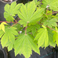 Thumbnail for Acer japonicum 'Lovett' Full Moon Japanese Maple - Maple Ridge Nursery