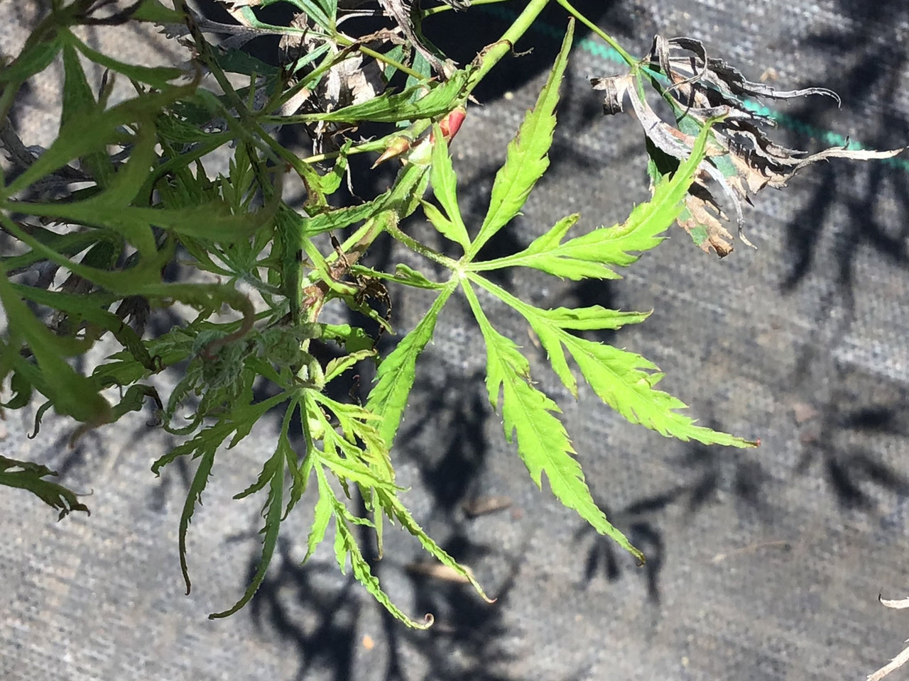Acer palmatum 'Asayake' Lace Leaf Japanese Maple - Maple Ridge Nursery