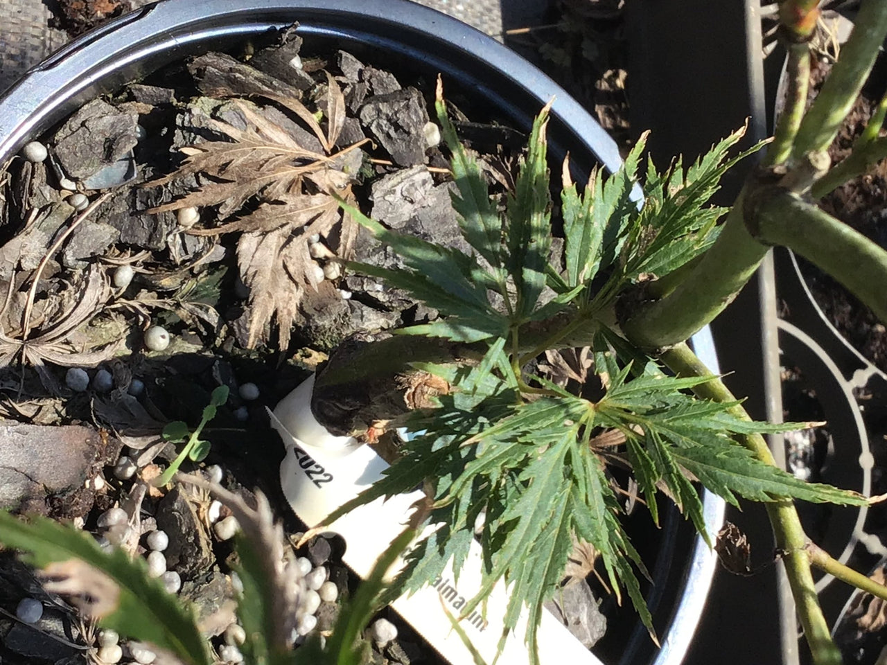 Acer palmatum 'Asayake' Lace Leaf Japanese Maple - Maple Ridge Nursery