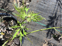 Thumbnail for Acer palmatum 'Asayake' Lace Leaf Japanese Maple - Maple Ridge Nursery