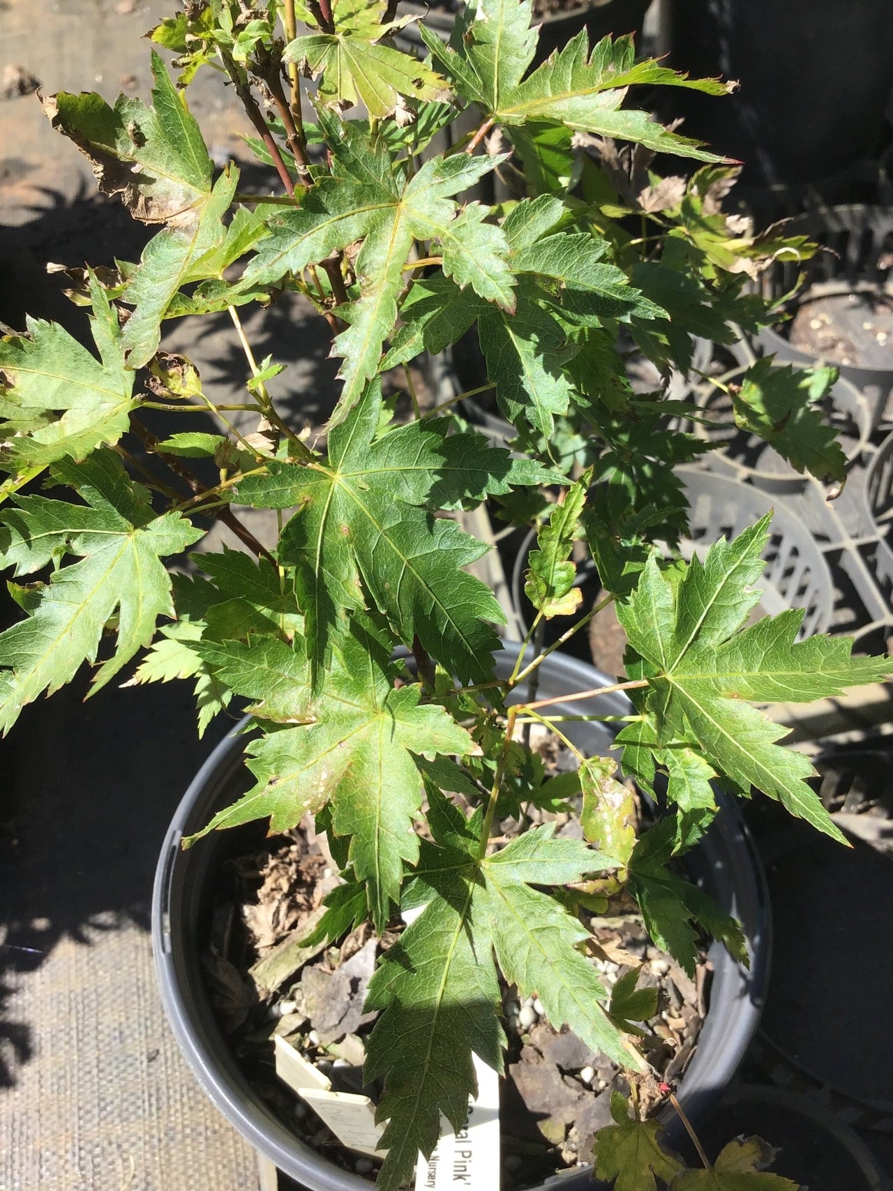 Acer palmatum 'Coral Pink' Corallinum Japanese Maple - Maple Ridge Nursery