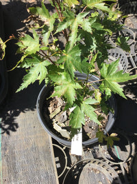 Thumbnail for Acer palmatum 'Coral Pink' Corallinum Japanese Maple - Maple Ridge Nursery