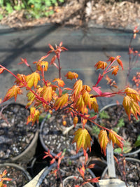 Thumbnail for Acer palmatum 'Daidai haru' Yellow Japanese Maple - Maple Ridge Nursery