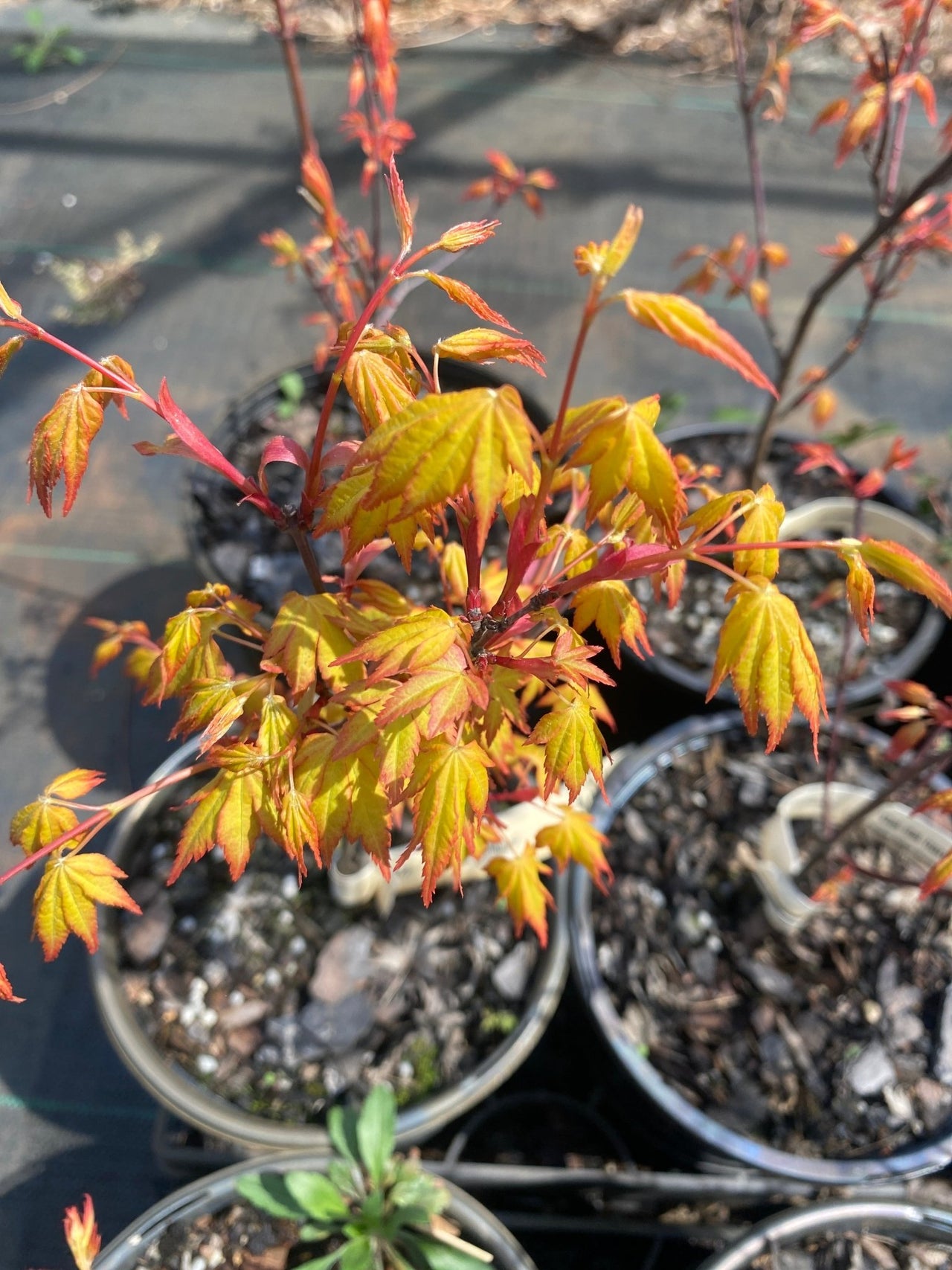 Acer palmatum 'Daidai haru' Yellow Japanese Maple - Maple Ridge Nursery